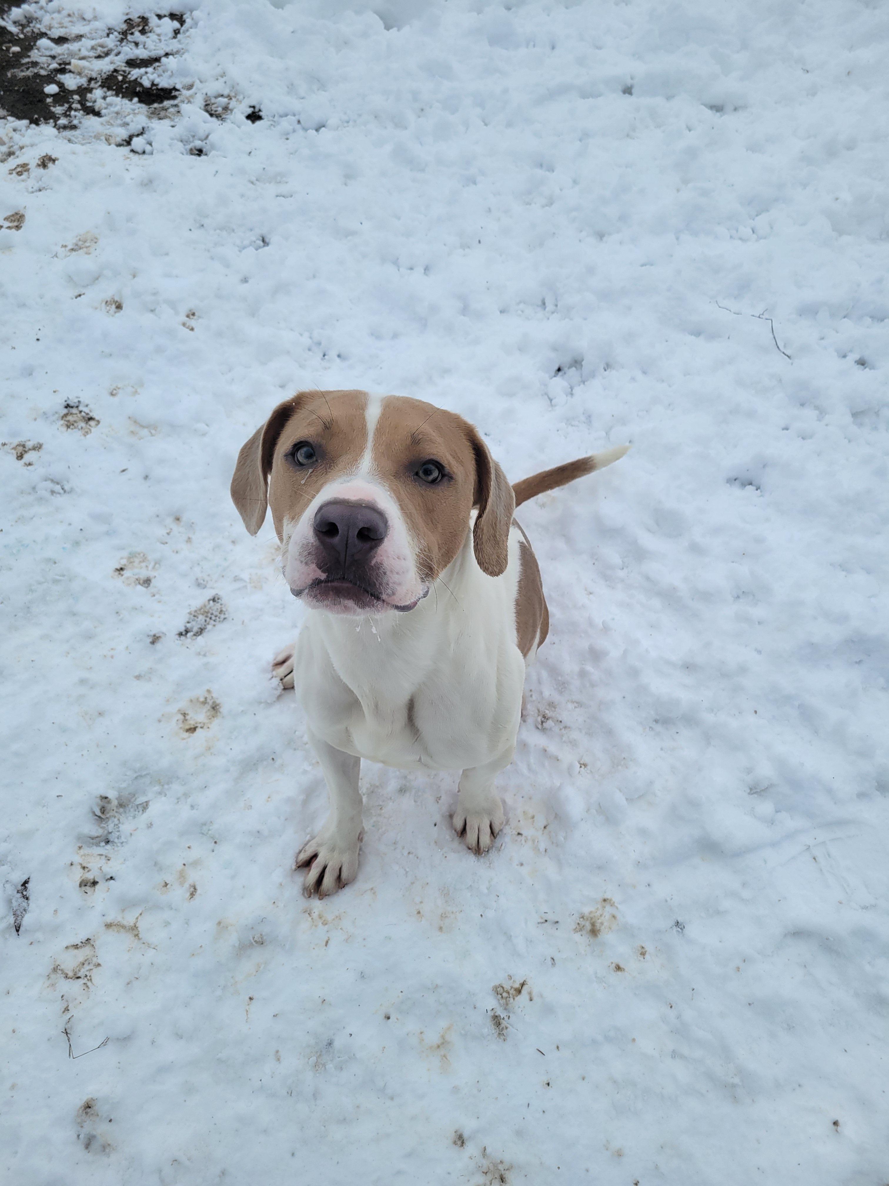 Rebel, a Adoptable mixed breed in Mishawaka, IN image 3/5