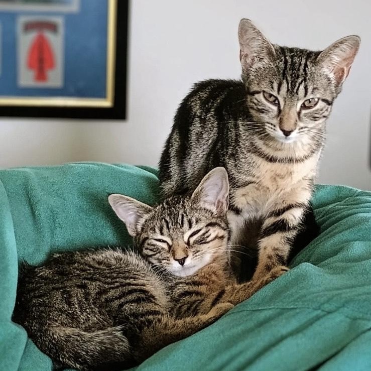 Agate, a Adoptable Tabby in Southern Pines, NC image 1/3
