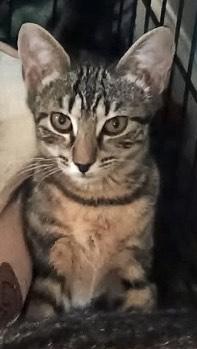 Agate, a Adoptable Tabby in Southern Pines, NC image 3/3