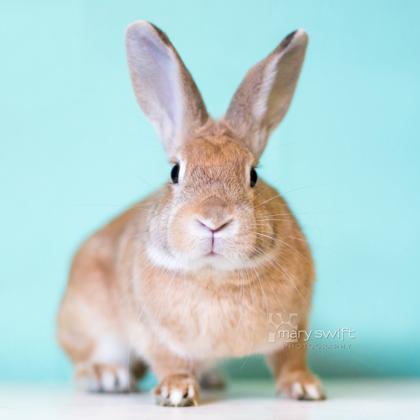 Enlarge Pinto, a Adoptable American in Reisterstown, MD image 1/1