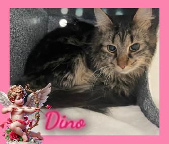 Dino, ADOPTABLE, Adult Male Domestic Long Hair.