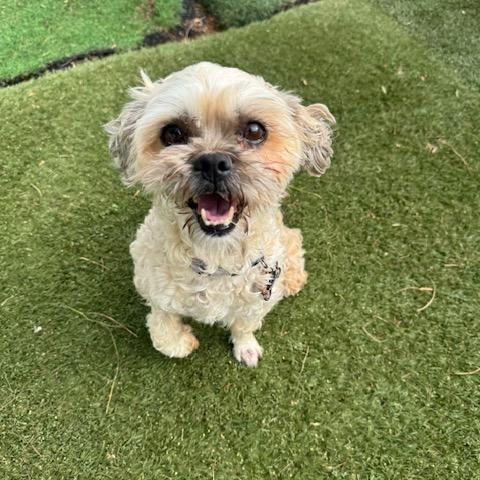 Zoe, ADOPTABLE, Adult Female Poodle & Shih Tzu.