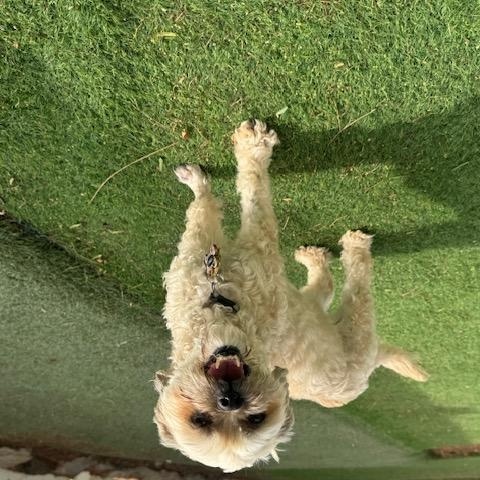 Enlarge Zoe, a ADOPTABLE mixed breed in Agua Dulce, CA image 2/4