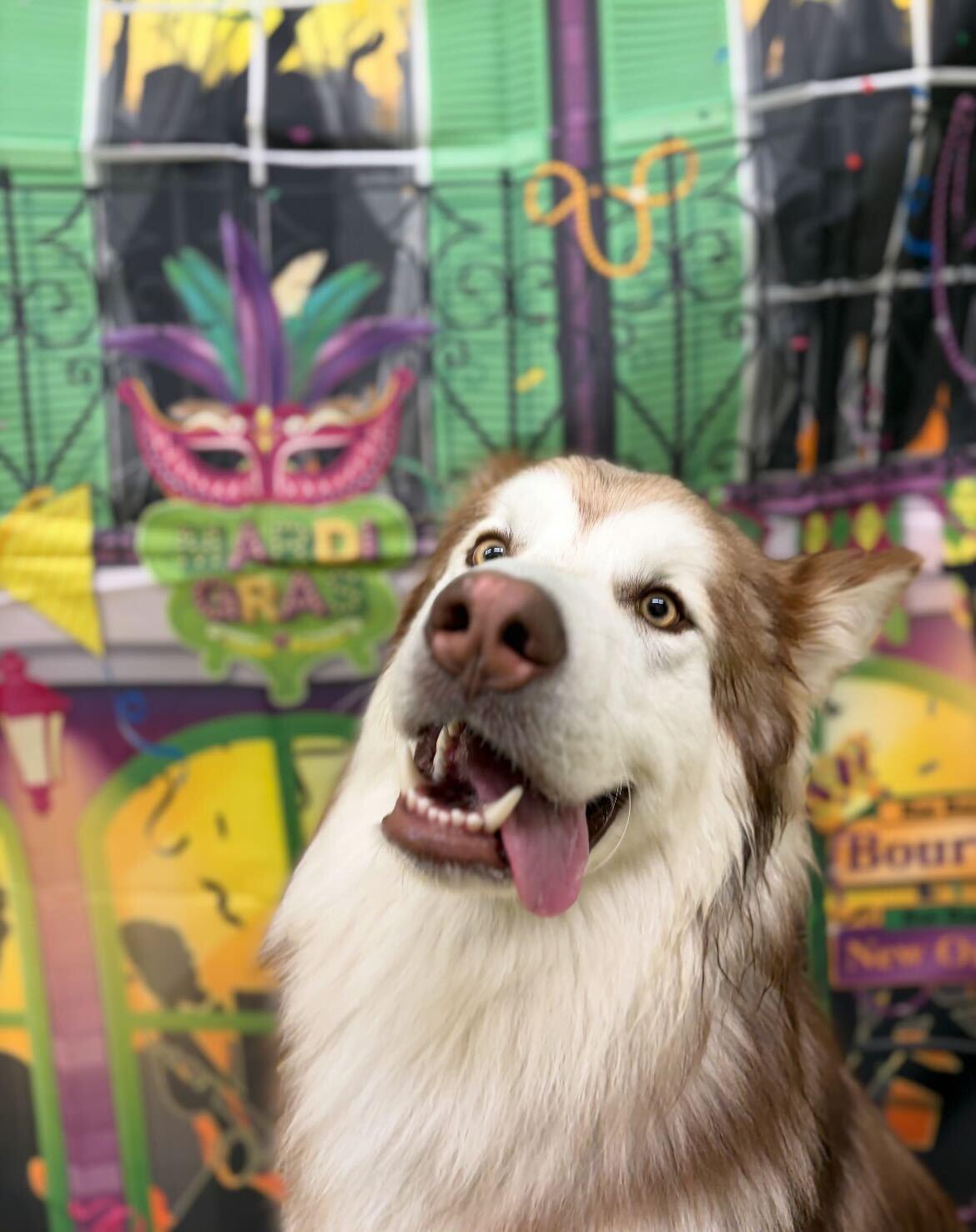 Enlarge Kuzco, a Adoptable mixed breed in Cottonwood Heights, UT image 1/6