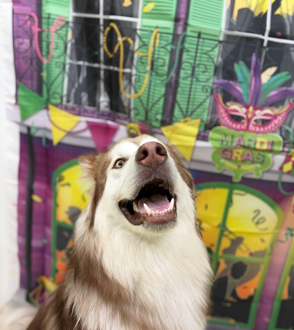 Enlarge Kuzco, a Adoptable mixed breed in Cottonwood Heights, UT image 3/6