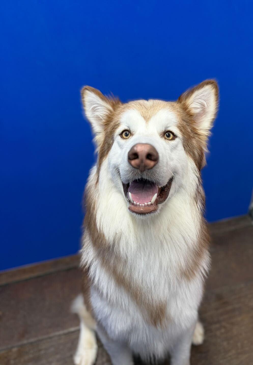Enlarge Kuzco, a Adoptable mixed breed in Cottonwood Heights, UT image 5/6