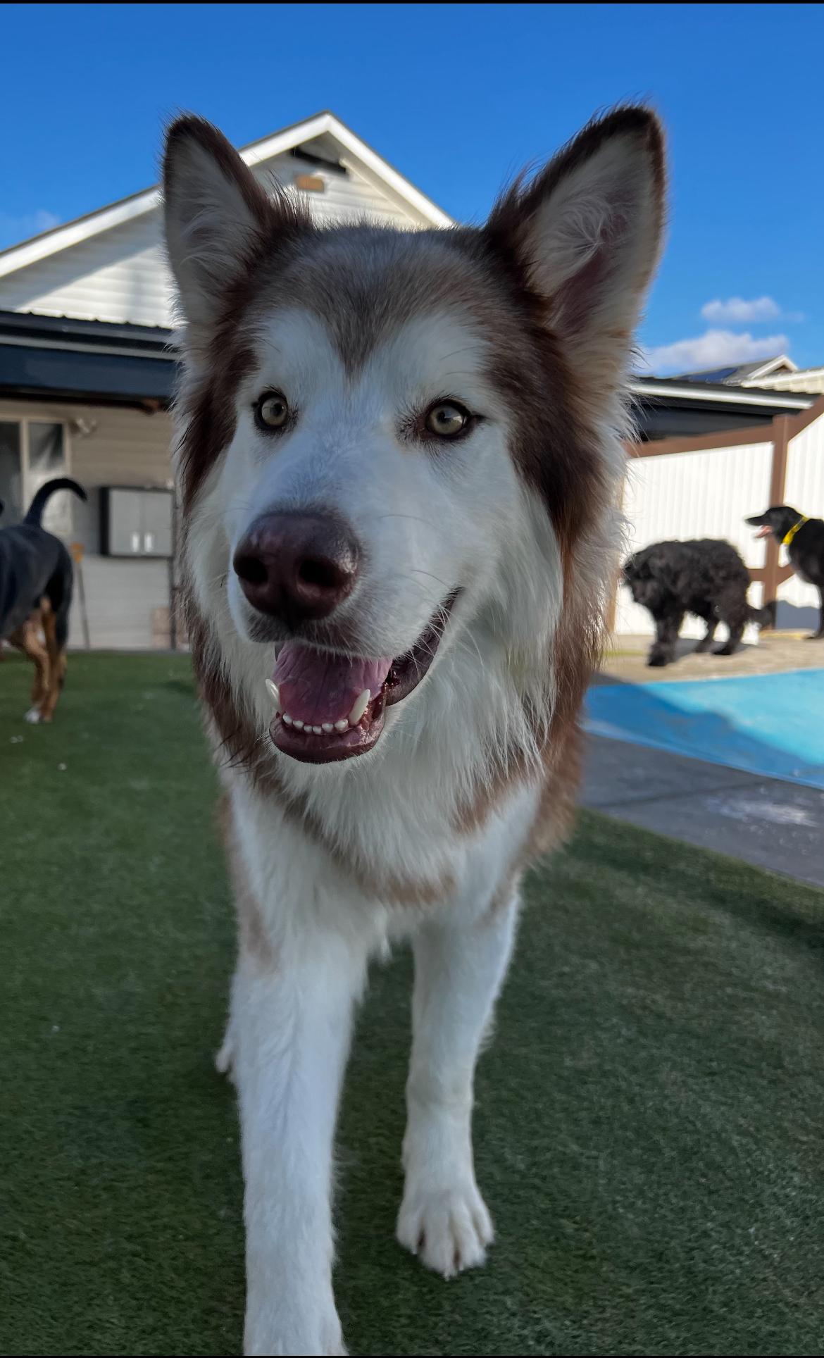 Enlarge Kuzco, a Adoptable mixed breed in Cottonwood Heights, UT image 6/6