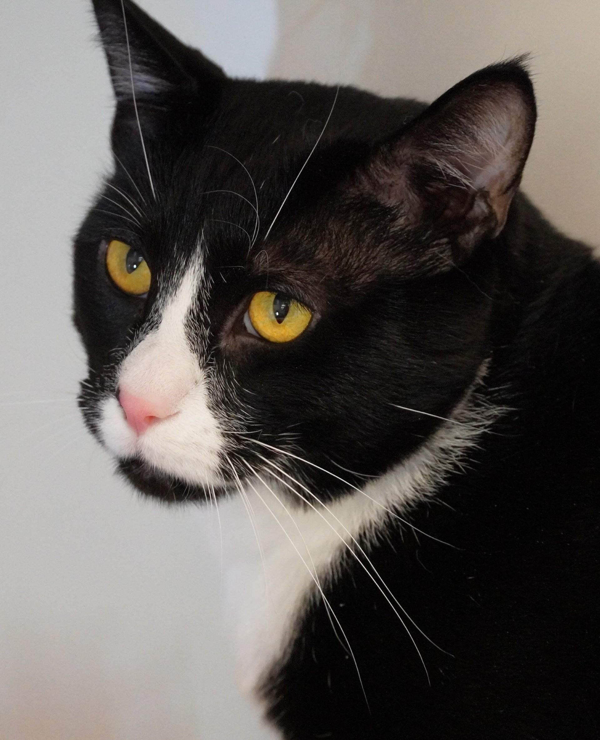 Oreo, adoptable, Adult Male Domestic Short Hair.
