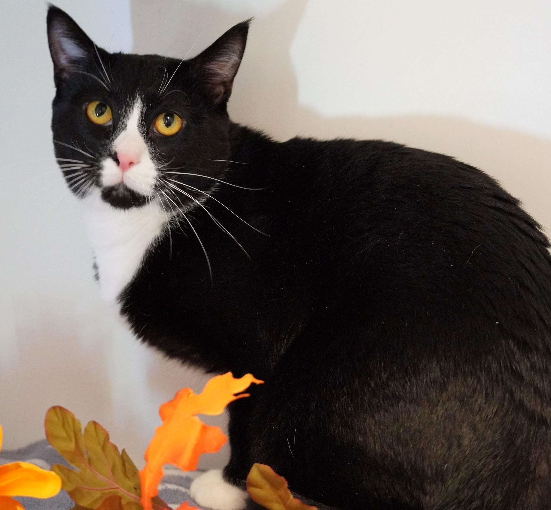 Oreo, an adoptable mixed breed in Grants Pass, OR image 2/3