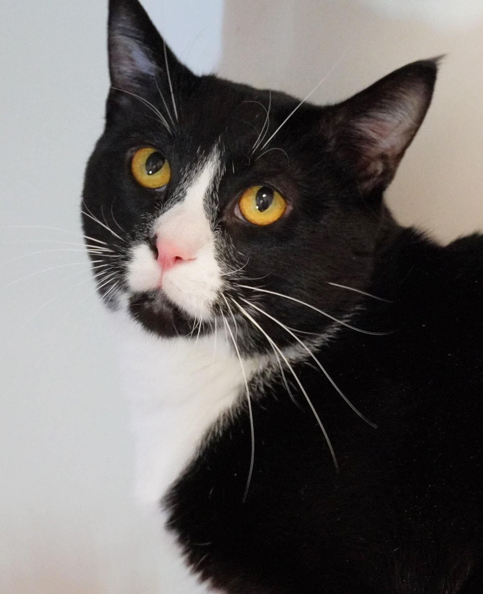 Oreo, an adoptable mixed breed in Grants Pass, OR image 3/3