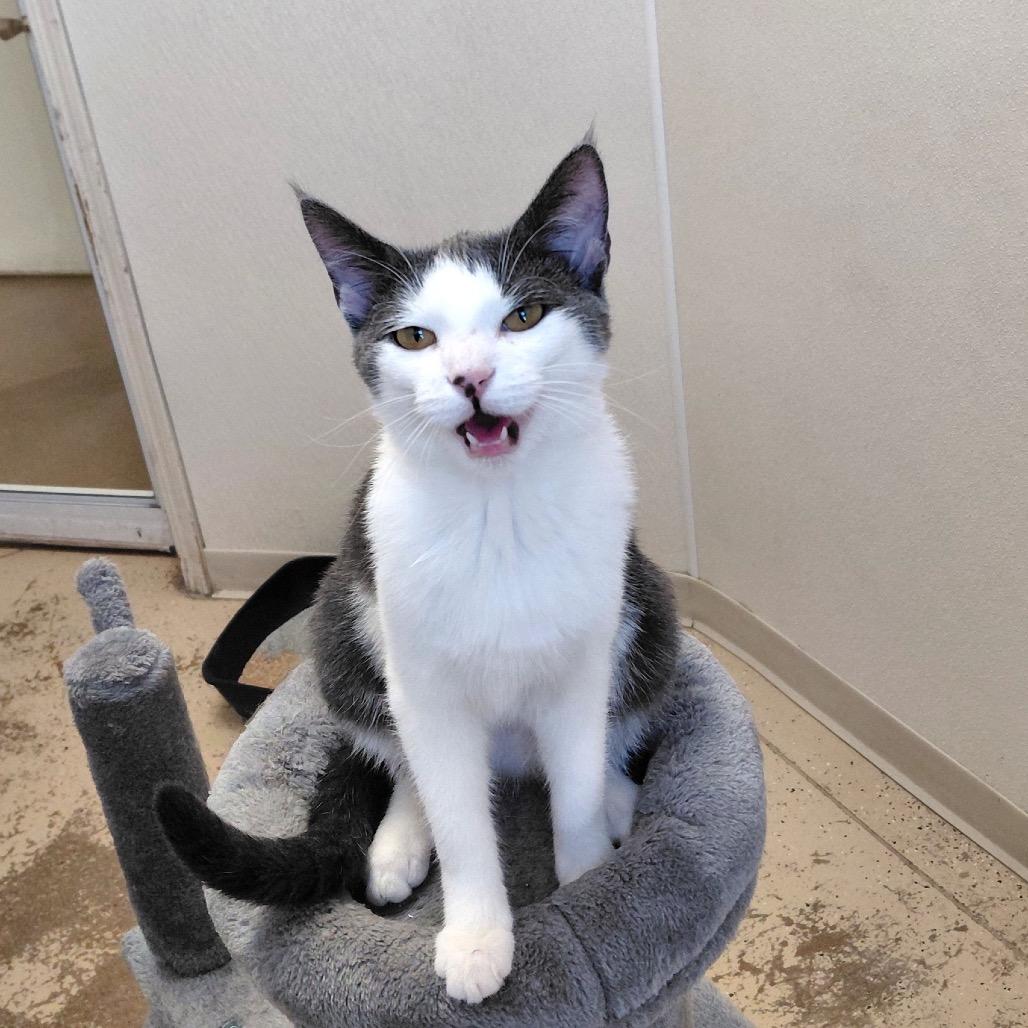 Enlarge Twirl, a Adoptable Domestic Short Hair in Pekin, IL image 1/6