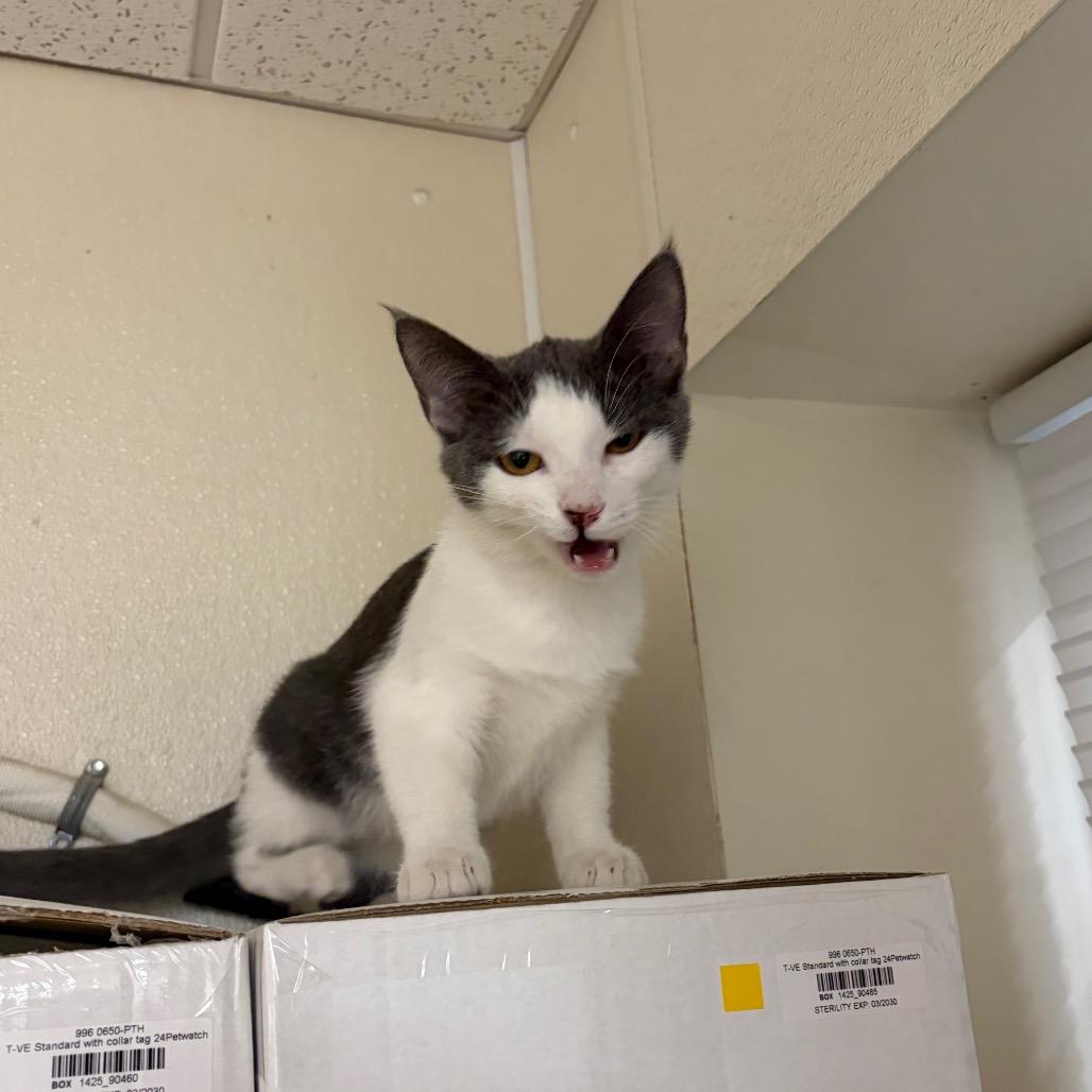 Enlarge Twirl, a Adoptable Domestic Short Hair in Pekin, IL image 1/4