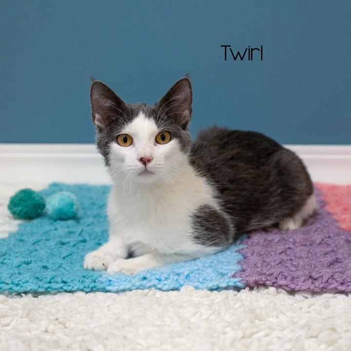 Enlarge Twirl, a Adoptable Domestic Short Hair in Pekin, IL image 2/4