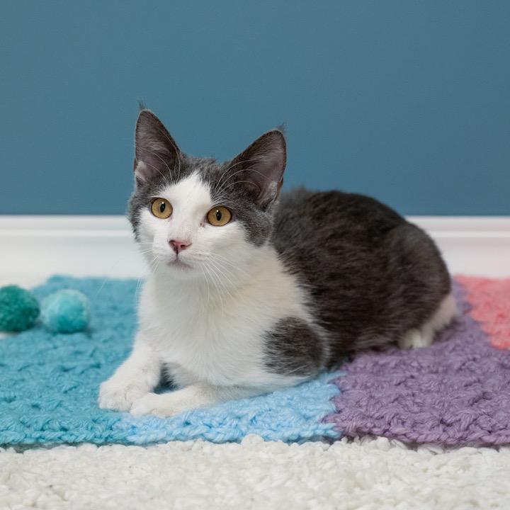Enlarge Twirl, a Adoptable Domestic Short Hair in Pekin, IL image 3/4