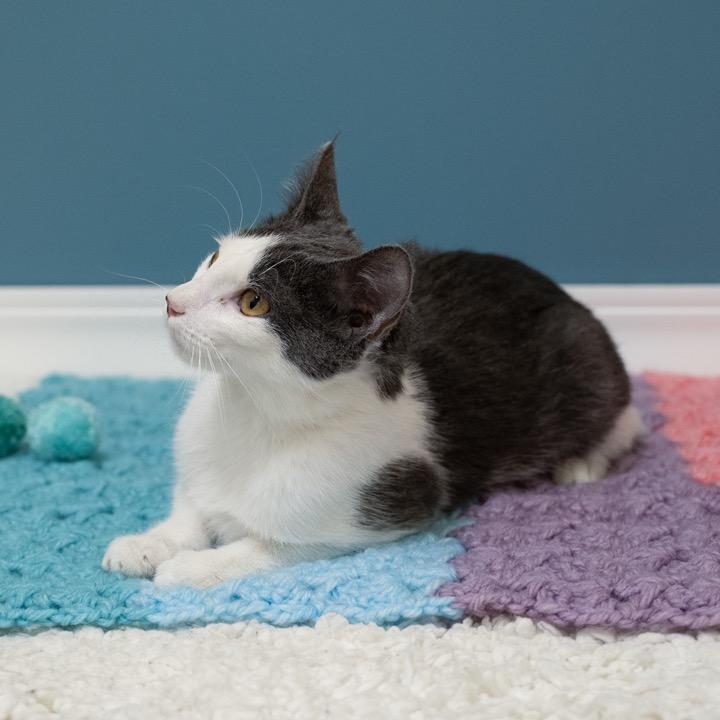 Enlarge Twirl, a Adoptable Domestic Short Hair in Pekin, IL image 4/4