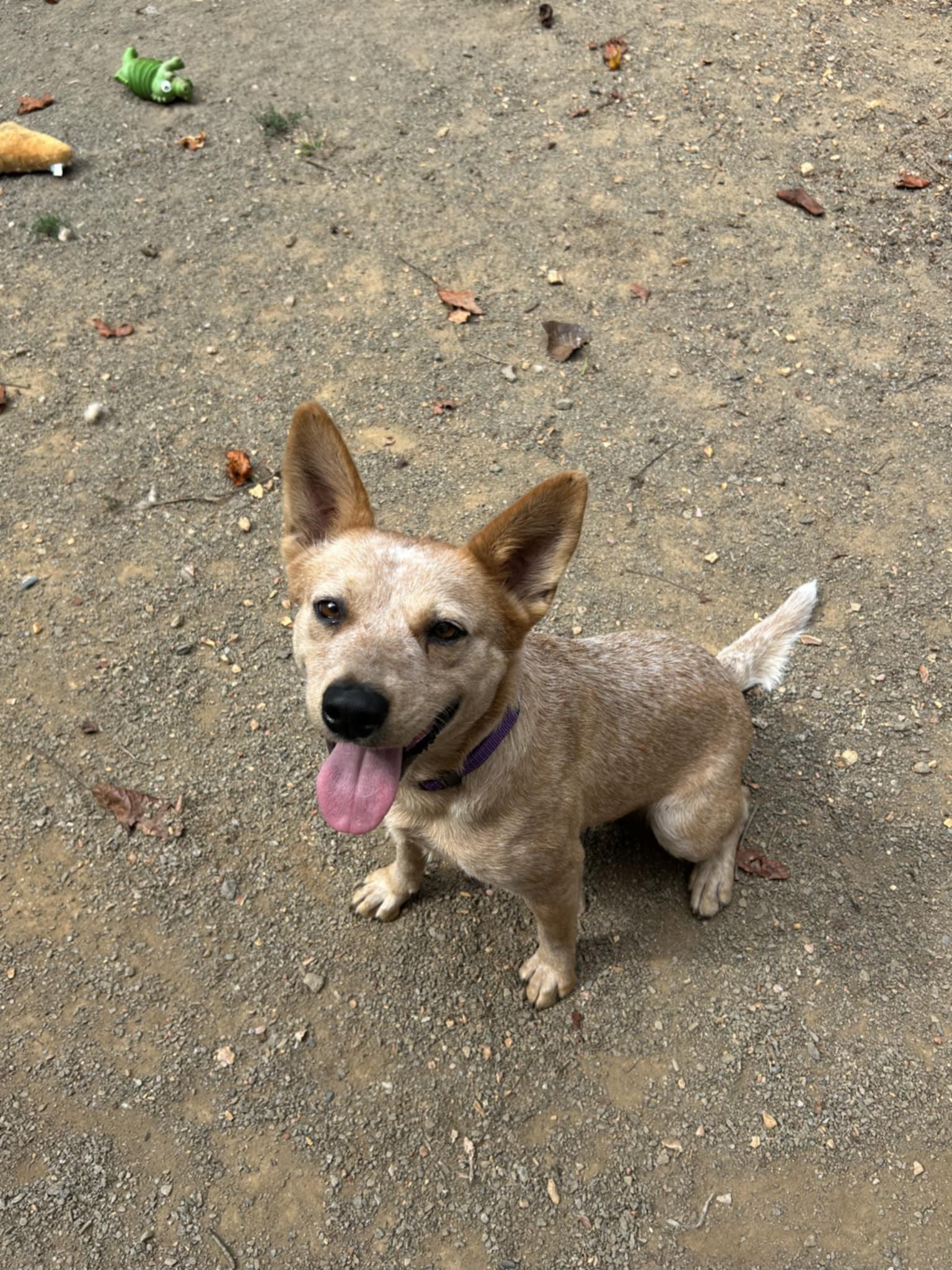 Nala