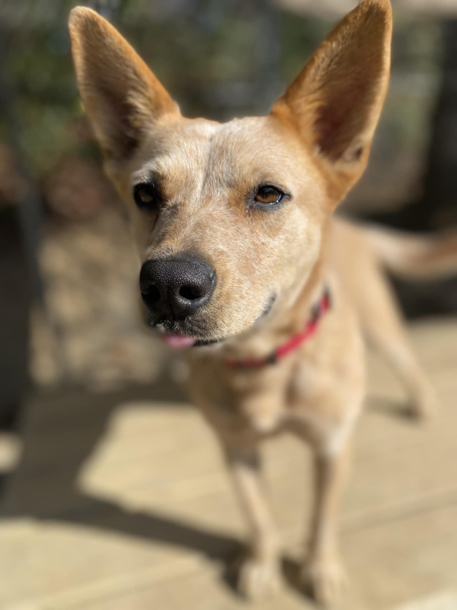 Nala