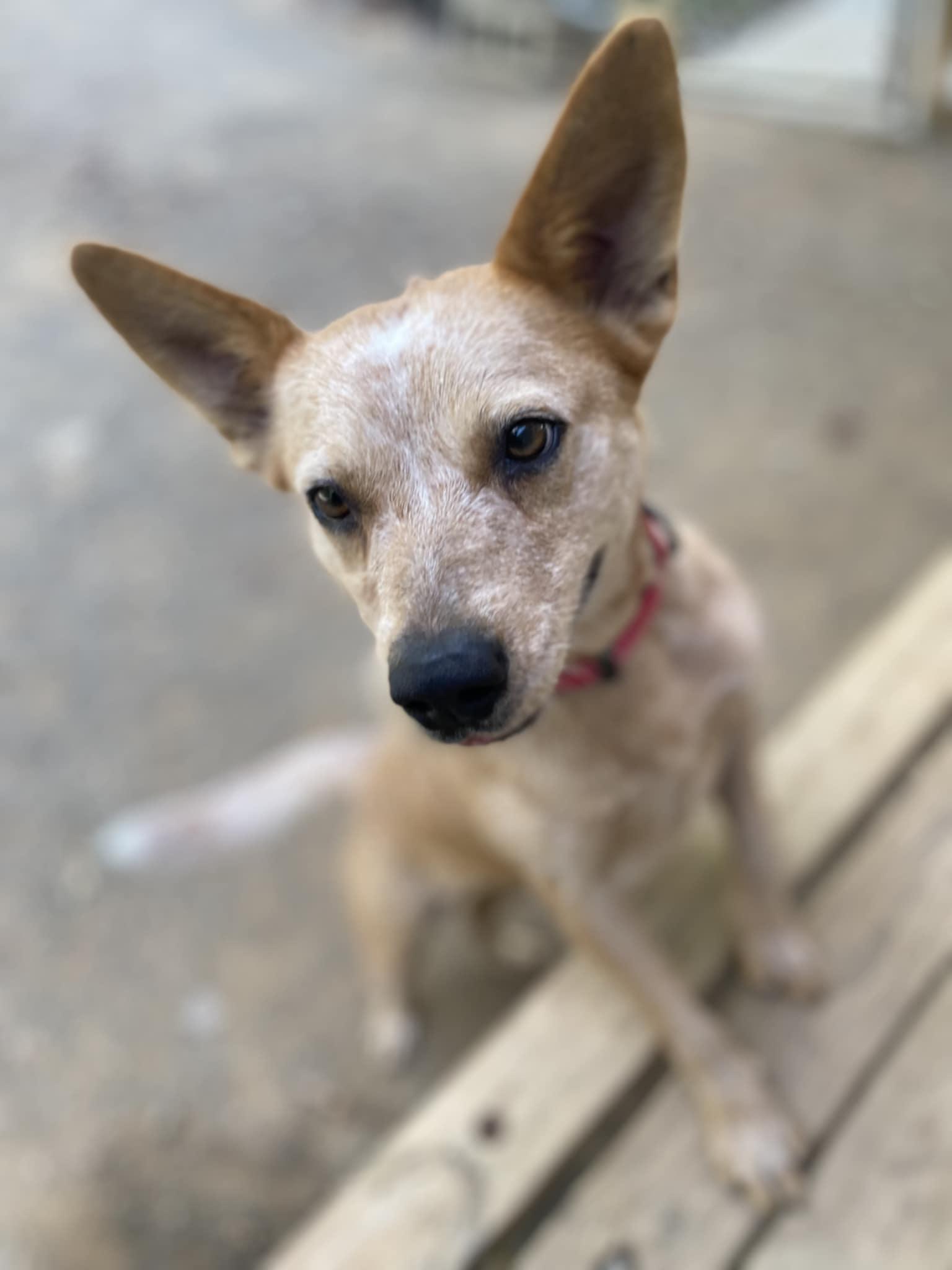 Nala