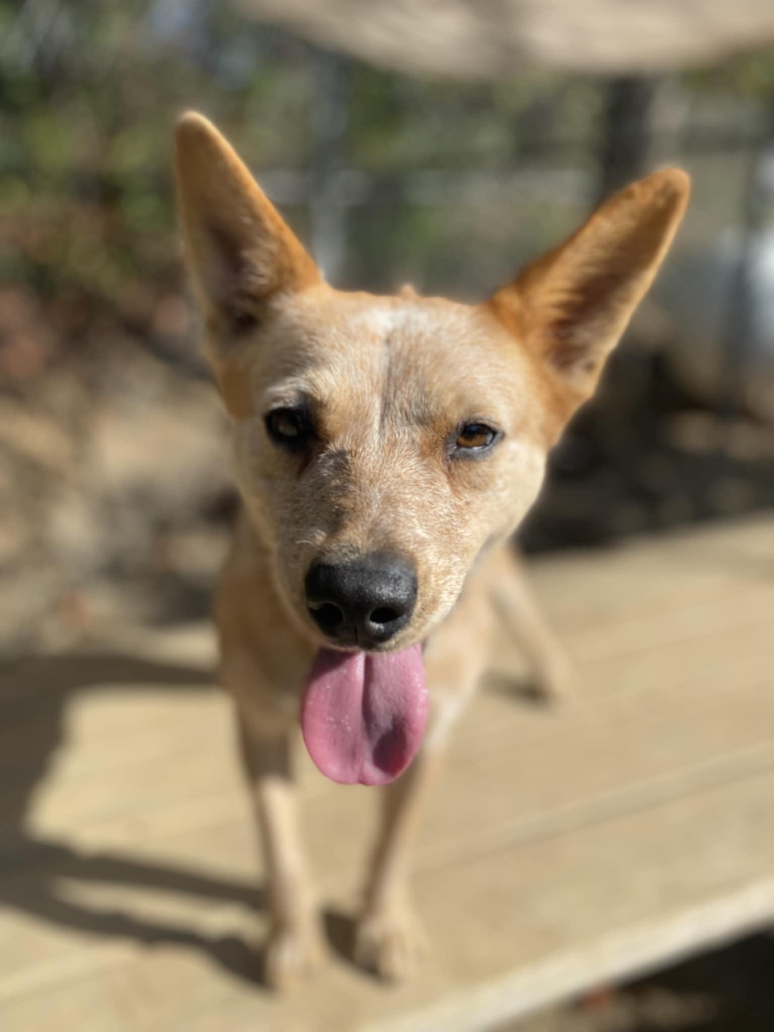 Nala