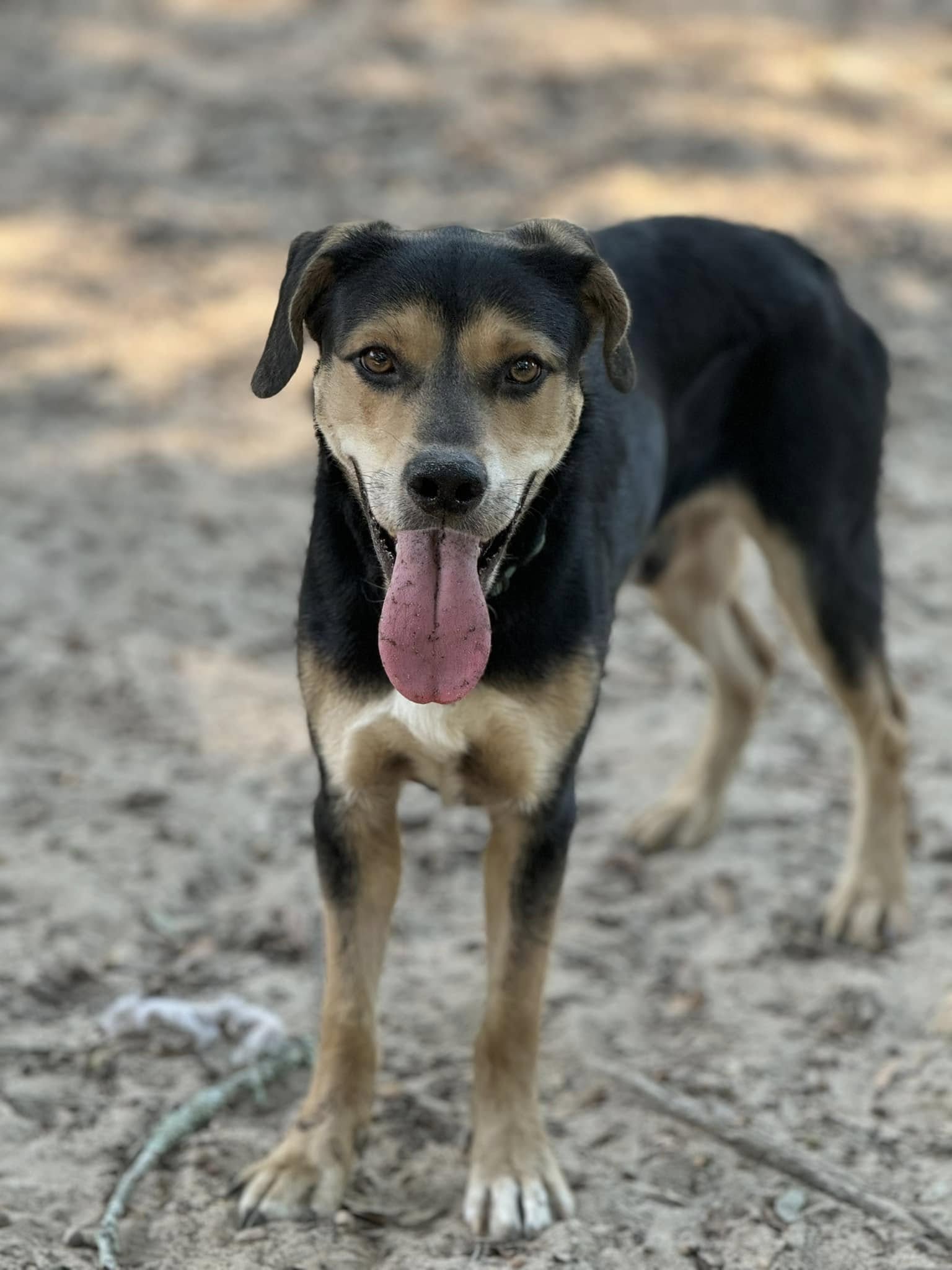 Vu, a Adoptable mixed breed in Navarre, FL image 4/4