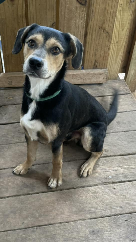 Vu, a Adoptable mixed breed in Navarre, FL image 3/4