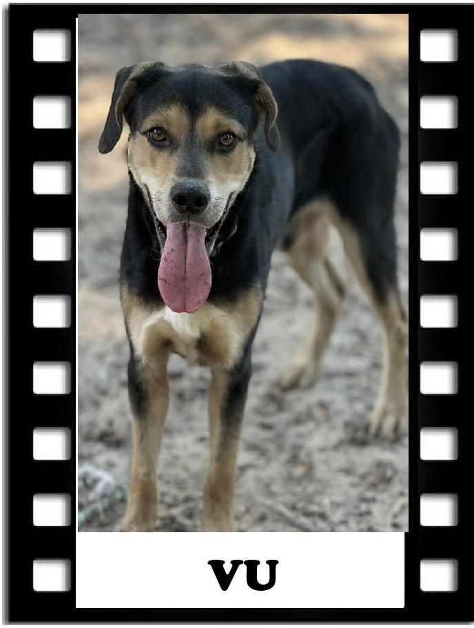 Vu, Adoptable, Adult Male Australian Kelpie.