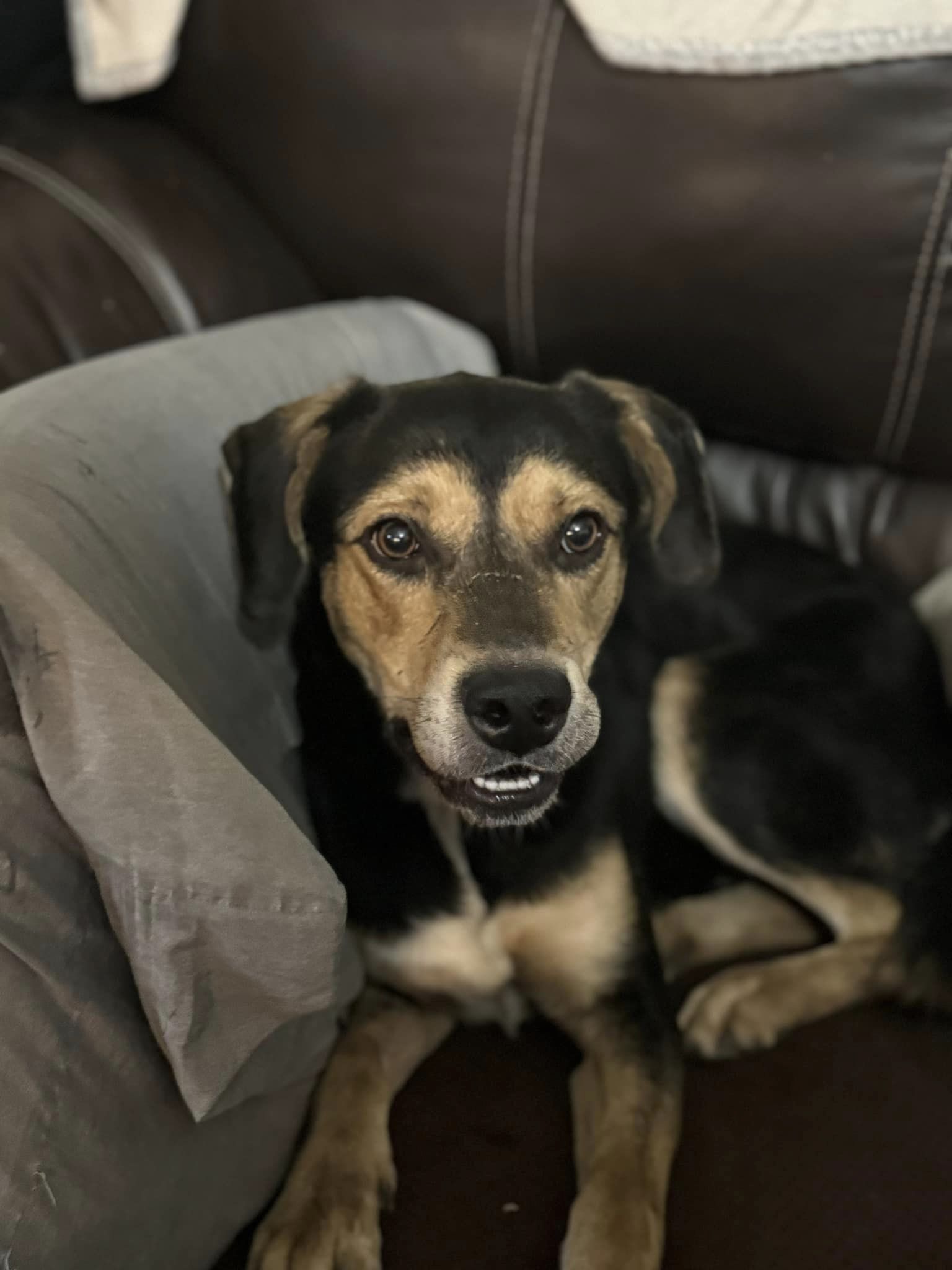 Vu, a Adoptable mixed breed in Navarre, FL image 2/4