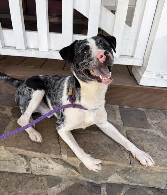 Doobie, Adoptable, Adult Male Australian Shepherd.