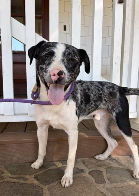 Enlarge Doobie, a Adoptable mixed breed in Mocksville, NC image 2/6