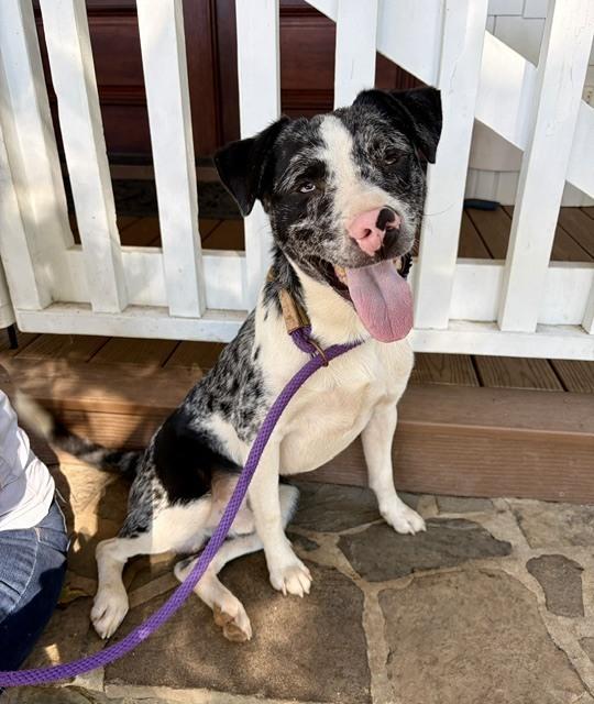 Enlarge Doobie, a Adoptable mixed breed in Mocksville, NC image 3/6