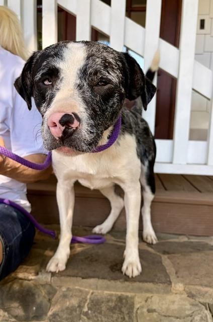 Enlarge Doobie, a Adoptable mixed breed in Mocksville, NC image 4/6
