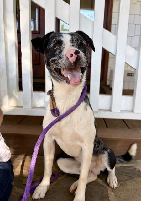 Enlarge Doobie, a Adoptable mixed breed in Mocksville, NC image 5/6