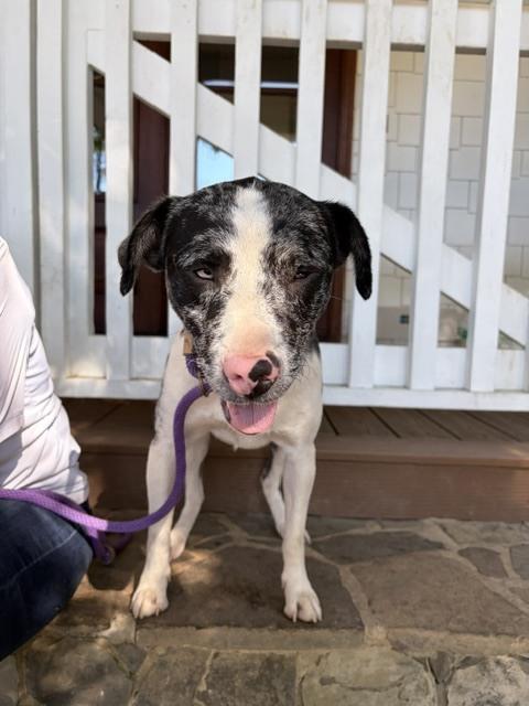 Enlarge Doobie, a Adoptable mixed breed in Mocksville, NC image 6/6