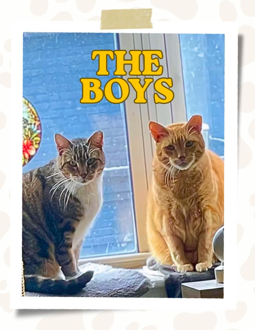 Ron and Guillermo (Bonded Pair), a ADOPTABLE Domestic Short Hair in Jersey City, NJ image 4/4
