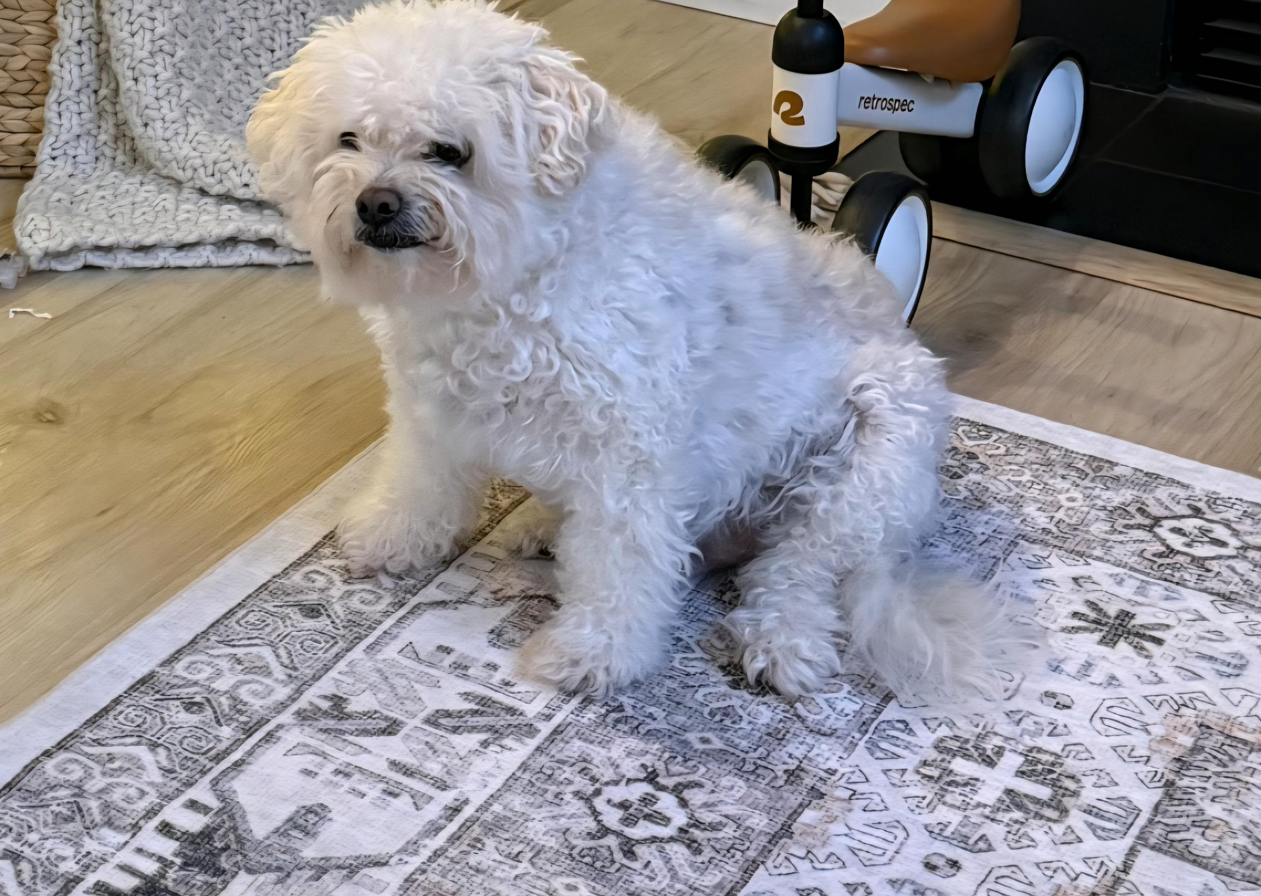Bentley , ADOPTABLE, Senior Male Miniature Poodle.