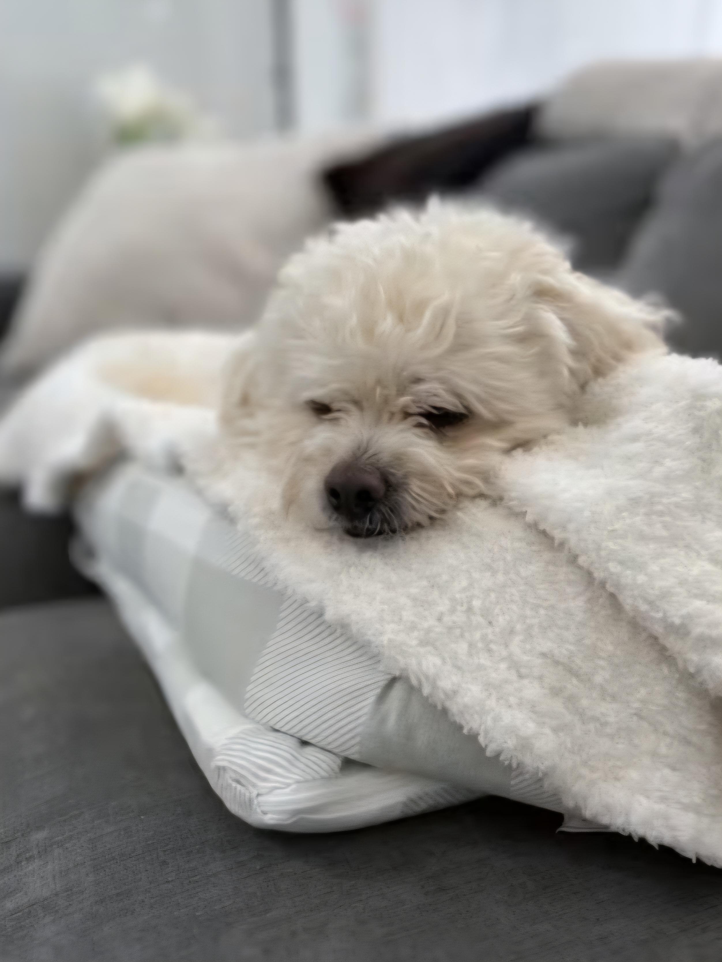 Bentley , a ADOPTABLE mixed breed in Tacoma, WA image 2/4