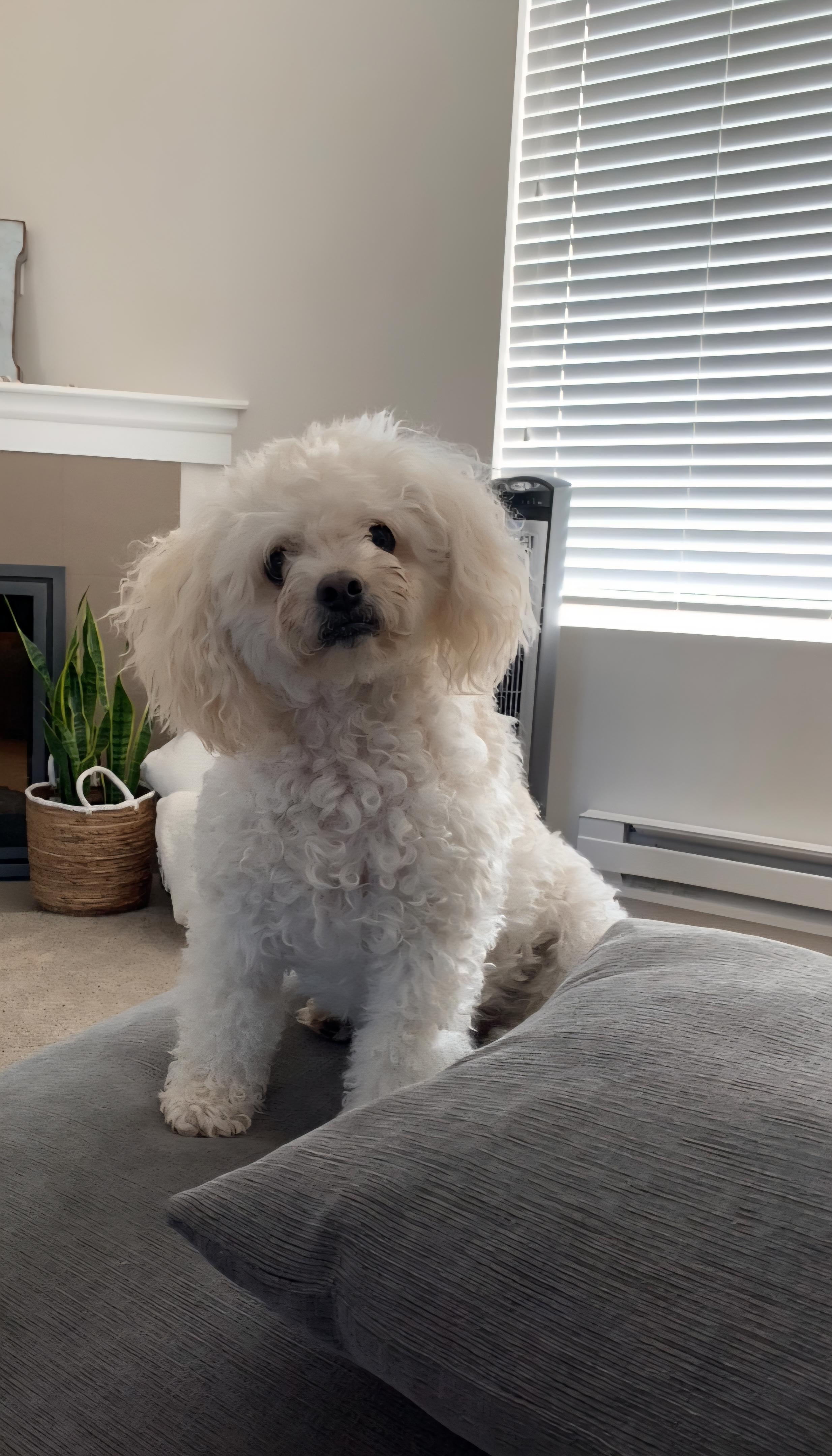 Bentley , a ADOPTABLE mixed breed in Tacoma, WA image 3/4