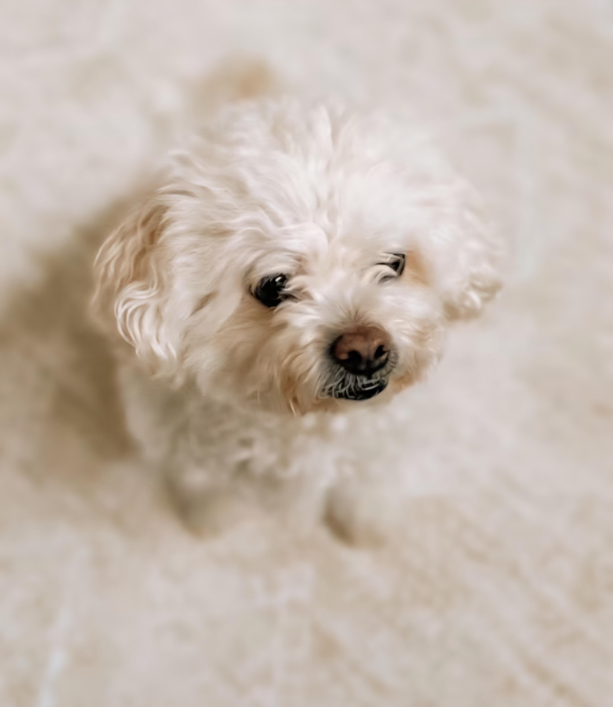 Bentley , a ADOPTABLE mixed breed in Tacoma, WA image 4/4