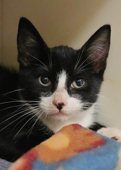 Enlarge Pomodoro 58898, a Adoptable Domestic Short Hair in Aiken, SC image 1/1