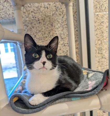 Enlarge Pomodoro 58898, a Adoptable Domestic Short Hair in Aiken, SC image 1/2