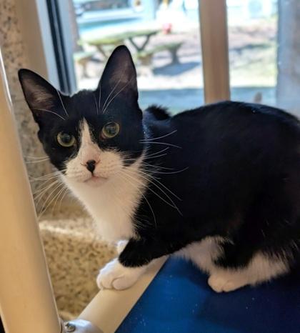 Enlarge Pomodoro 58898, a Adoptable Domestic Short Hair in Aiken, SC image 2/2