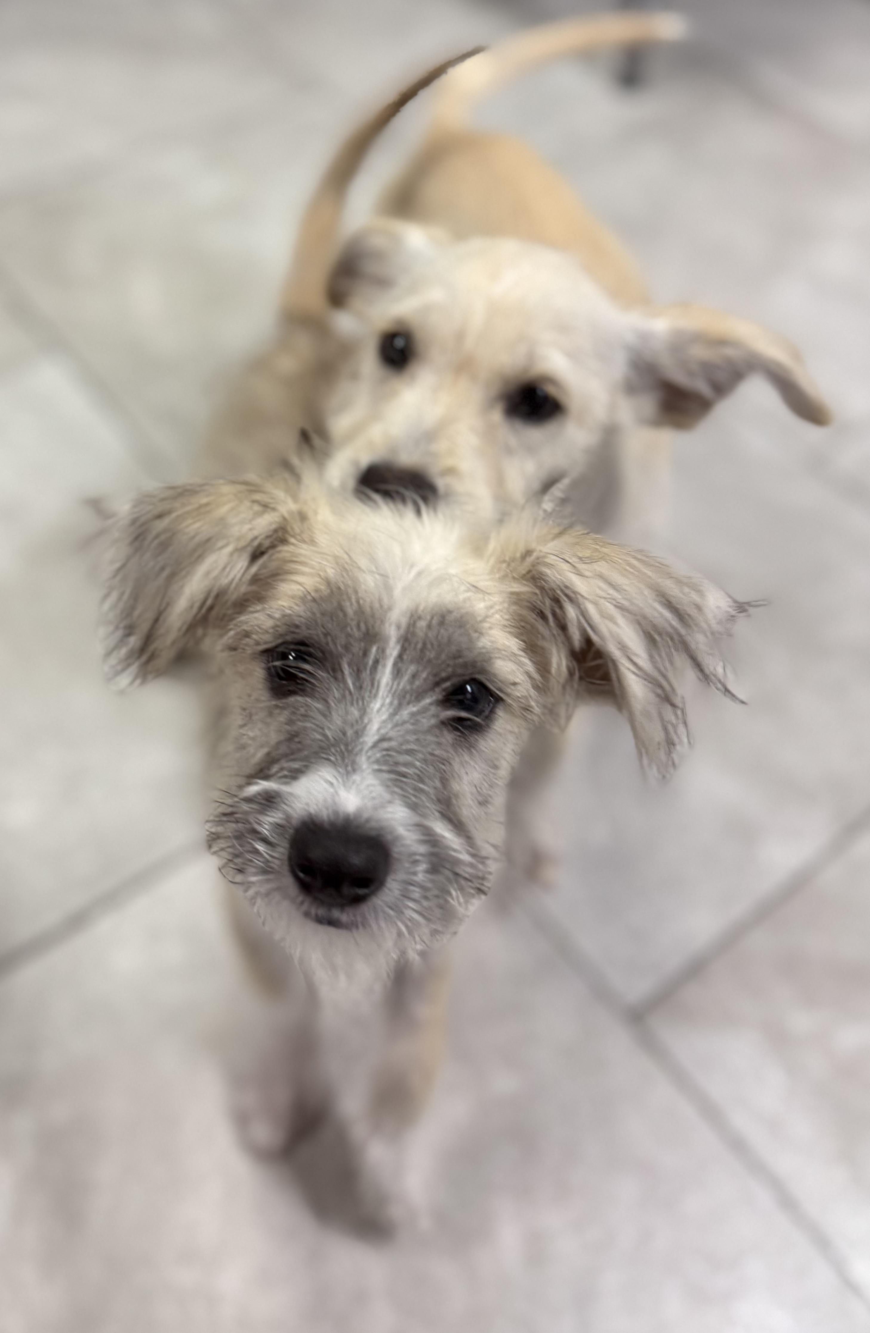 Enlarge Blizzard !!!, a ADOPTABLE mixed breed in Nanuet, NY image 5/6