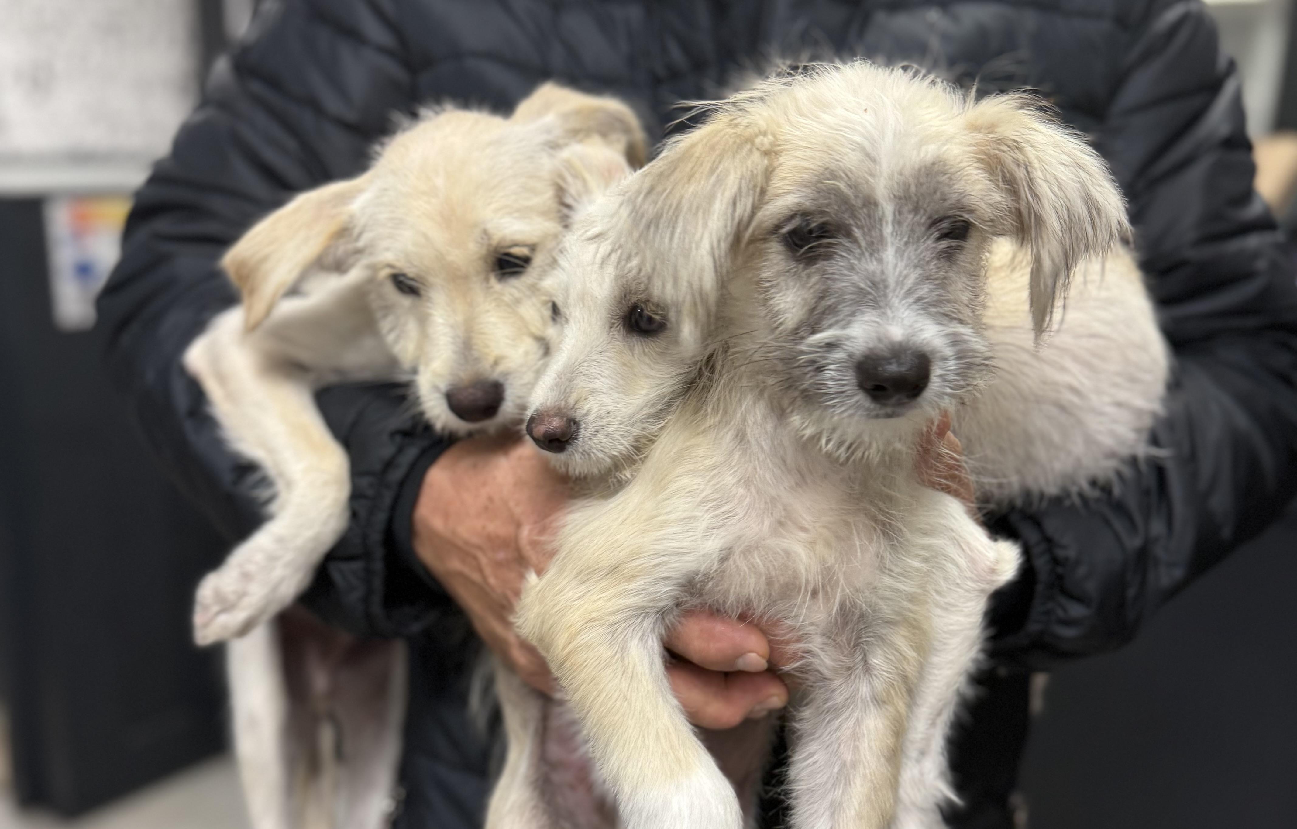 Enlarge Blizzard !!!, a ADOPTABLE mixed breed in Nanuet, NY image 2/6