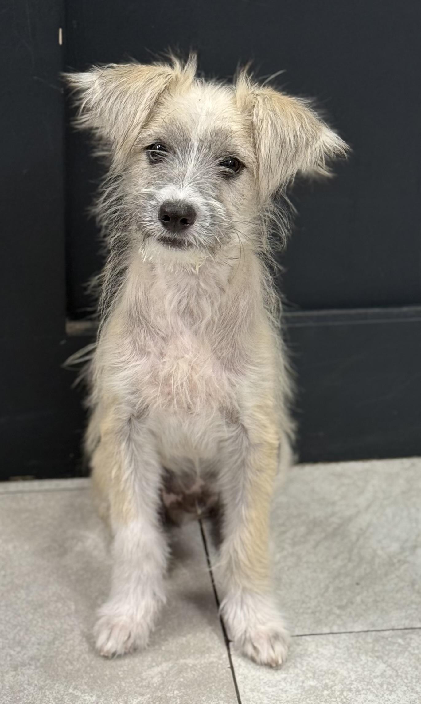 Enlarge Blizzard !!!, a ADOPTABLE mixed breed in Nanuet, NY image 6/6