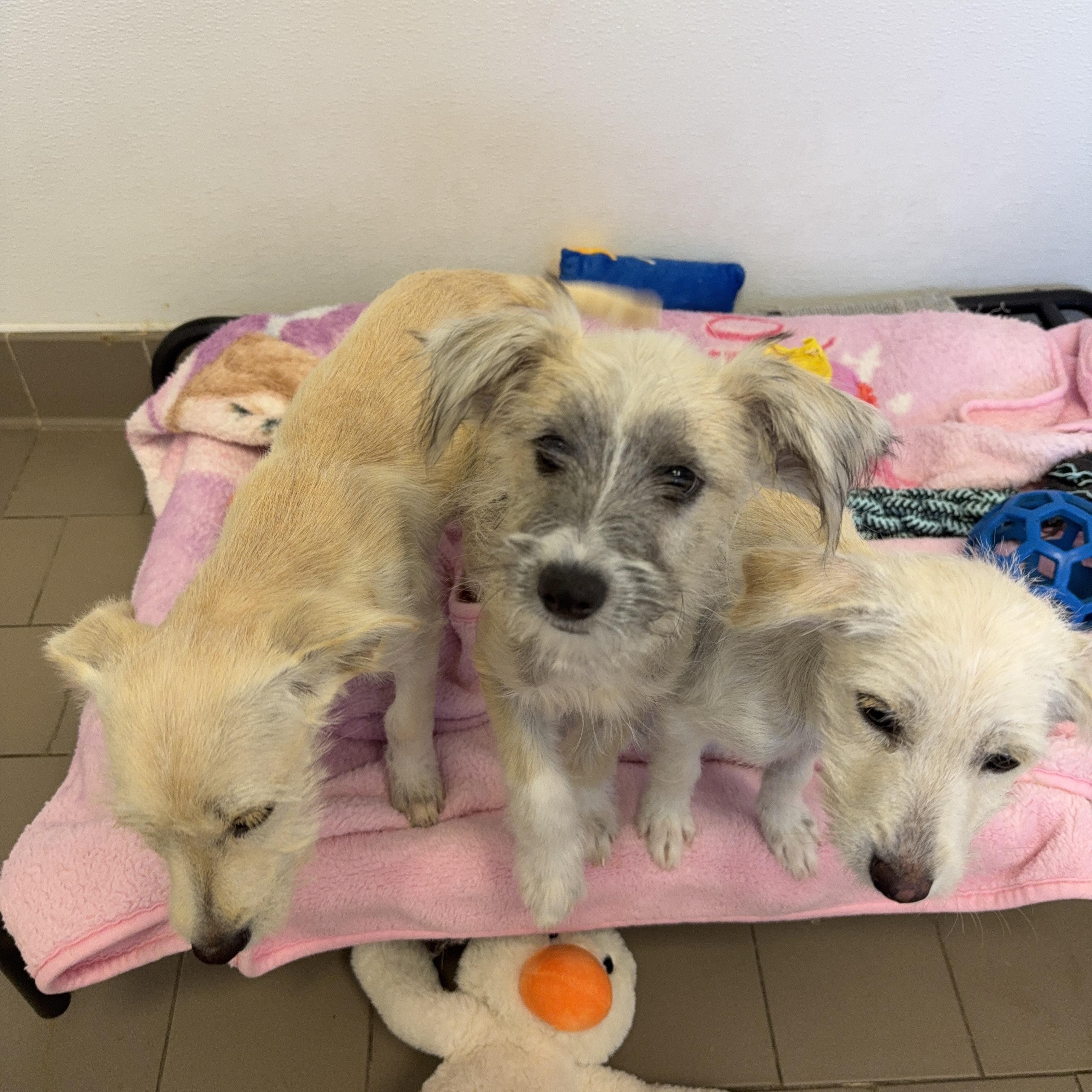 Enlarge Blizzard !!!, a ADOPTABLE mixed breed in Nanuet, NY image 4/6