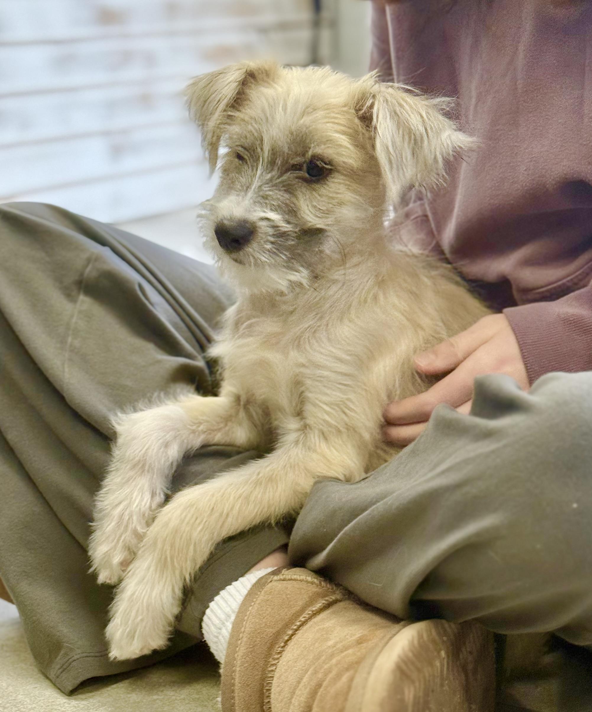 Enlarge Blizzard !!!, a ADOPTABLE mixed breed in Nanuet, NY image 1/6