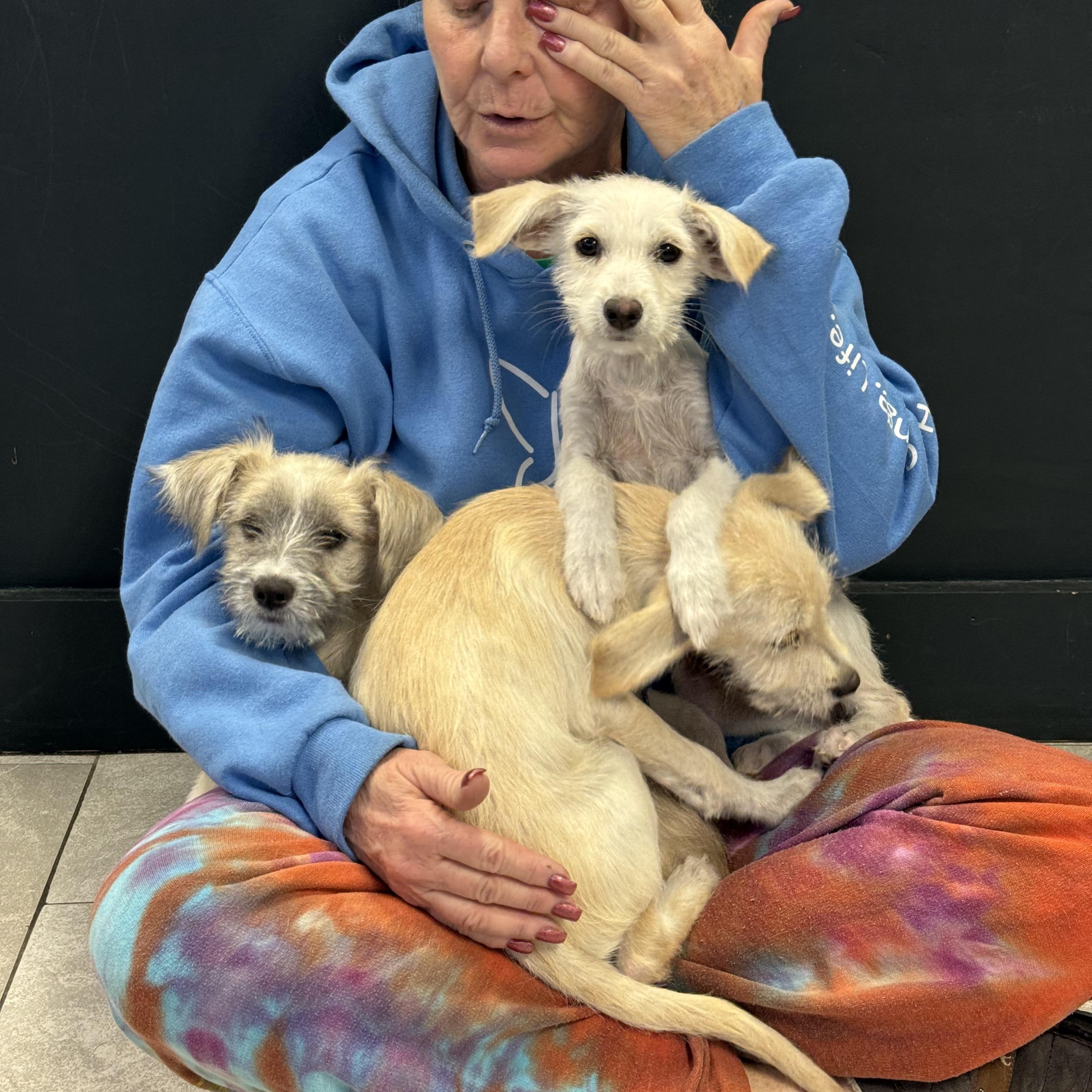 Enlarge Blizzard !!!, a ADOPTABLE mixed breed in Nanuet, NY image 3/6