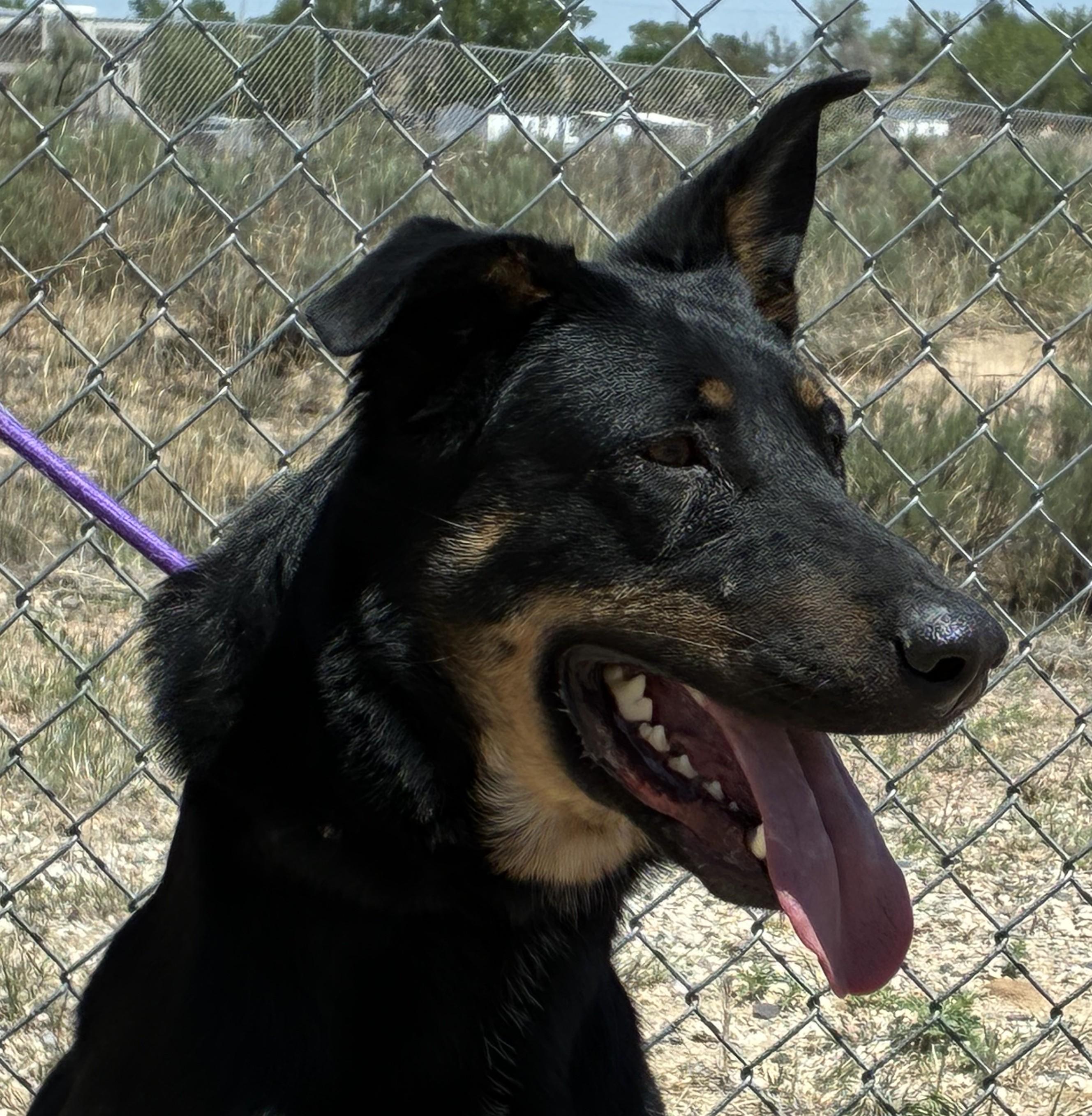 Macy, a ADOPTABLE mixed breed in Greeley, CO image 3/3