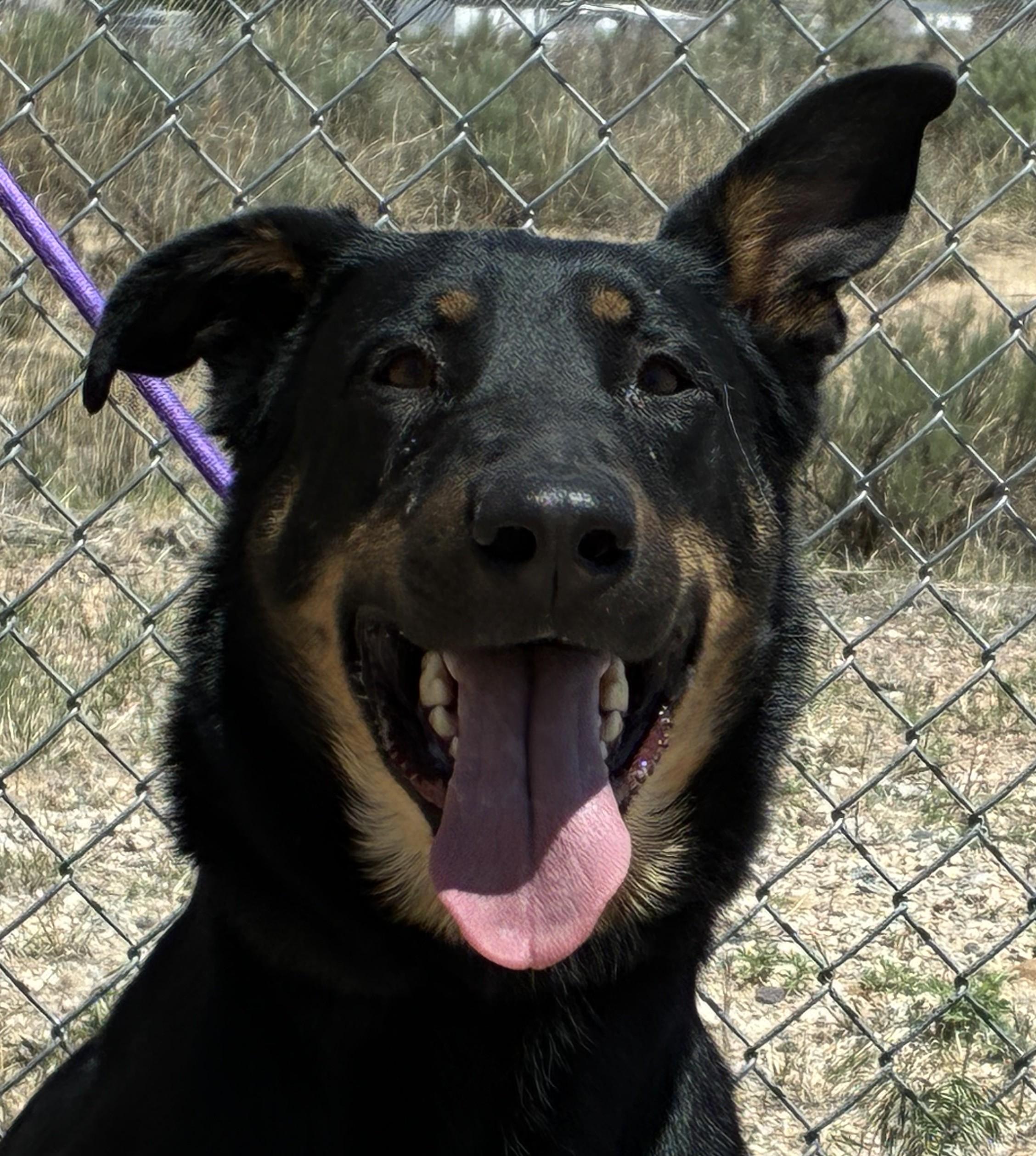 Macy, a ADOPTABLE mixed breed in Greeley, CO image 1/3