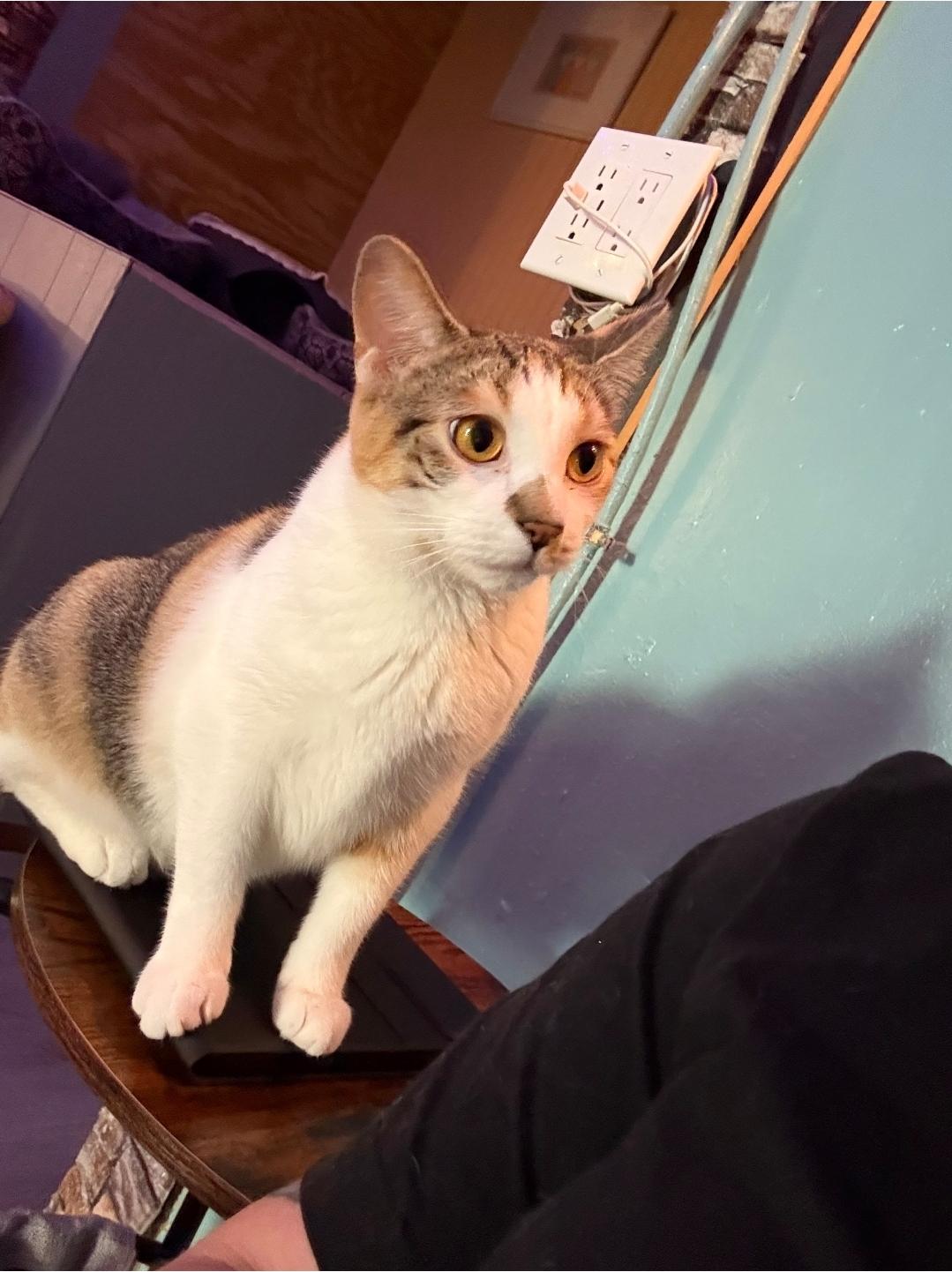 Enlarge Eleanor, a ADOPTABLE Domestic Short Hair in Whitewater, WI image 6/6